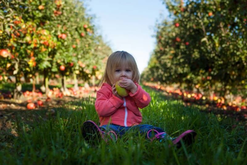 Fussy toddler eats fruit while sitting in an orchard.
