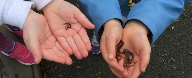 How to make a worm farm for children